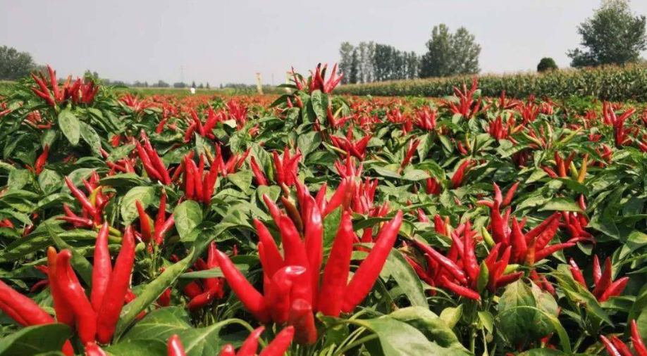 邵陽諸多農(nóng)特產(chǎn)的發(fā)源地 關于家鄉(xiāng)的雪峰山你了解多少？