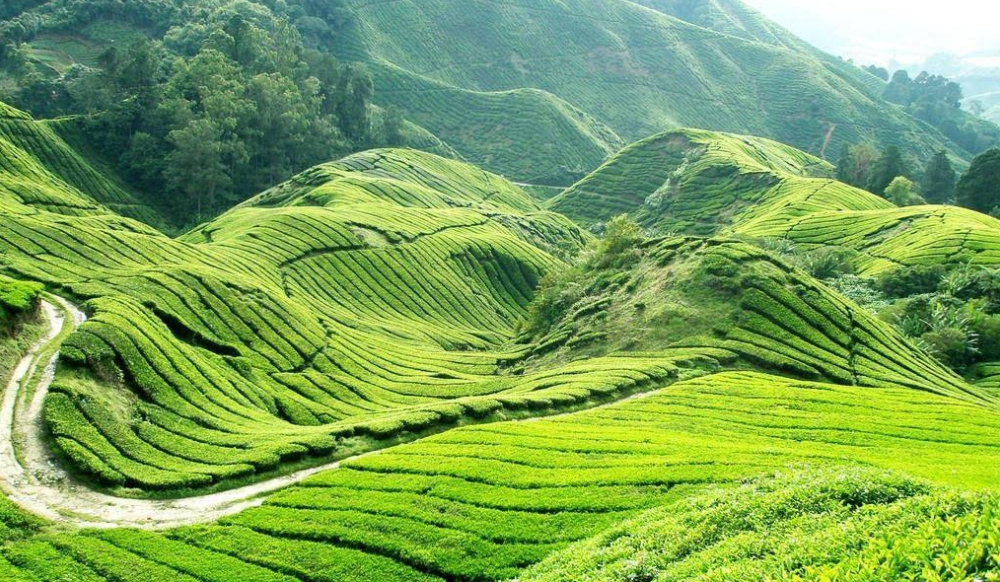 邵陽諸多農(nóng)特產(chǎn)的發(fā)源地 關于家鄉(xiāng)的雪峰山你了解多少？