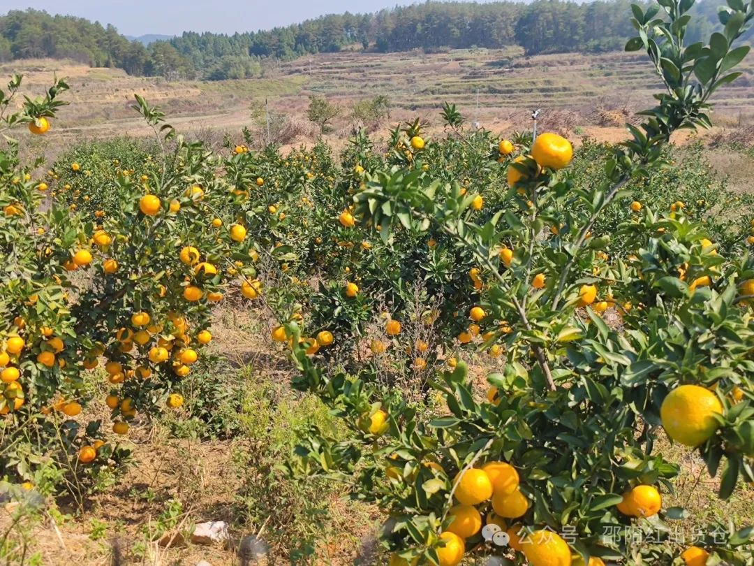 “蜜桔香氣飄萬里，一品甘甜雪峰桔”